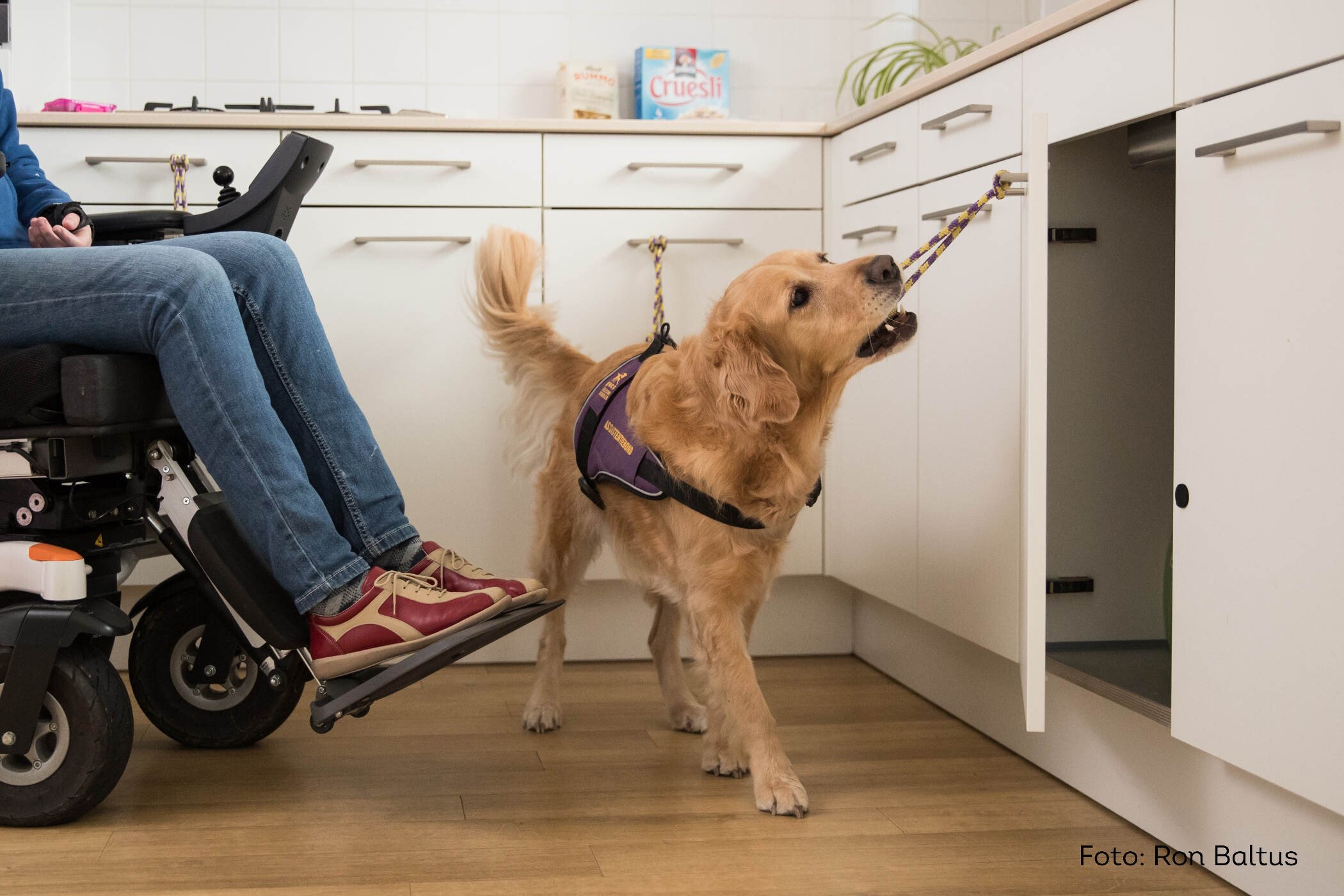 Assistentiehond van KNGF Geleidehonden opent keukenkastje voor haar baas in rolstoel