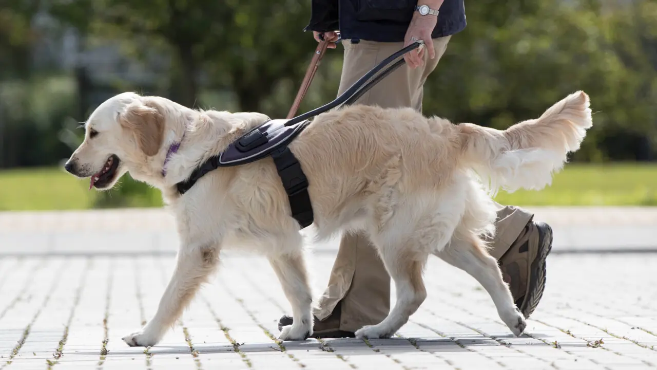 Blindengeleidehond van KNGF Geleidehonden in tuig met zijn baas