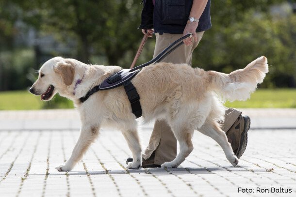 Blindengeleidehond van KNGF Geleidehonden in tuig met zijn baas