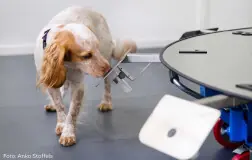 Medische detectiehond Mintha van KNGF geleidehonden ruikt aan geurmonster tijdens training